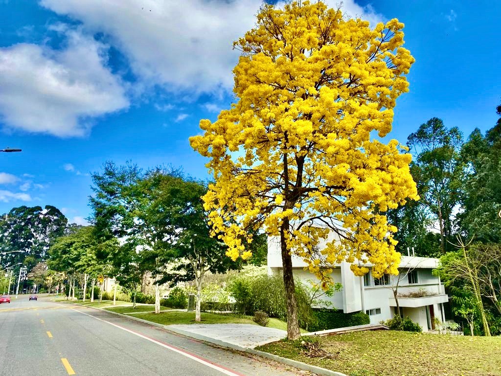 Casa para venda ou locação no Tamboré 1, 900 m² – Residencial Tamboré, Barueri – Cód. 74307754 — imagem 14