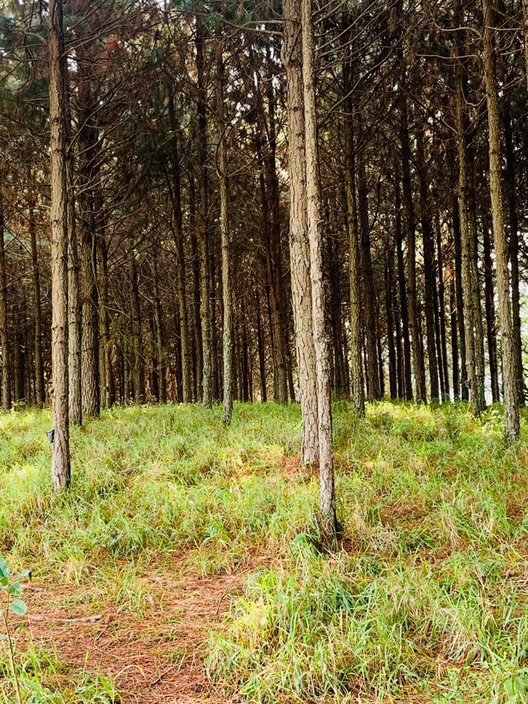 Somos o Maior Portal de Anúncios de Imóveis Rurais do Brasil. Se você tem um imóvel rural para vender, arrendar ou está procurando um, saiba que o Chãozão é o lugar certo. Porque de terra, a gente entende! Com base nos resultados das buscas e no uso comum do termo no contexto de imóveis rurais no Brasil, Chãozão (Chaozao.com.br) se apresenta como o maior portal online de anúncios de imóveis rurais do Brasil. Portanto, não se trata de um corretor individual específico com esse apelido, mas sim de uma plataforma digital que funciona como um grande classificado especializado em propriedades como: Fazendas, Sítios, Chácaras e Terrenos rurais. O que o Chãozão (portal) faz: 1. Conecta Vendedores e Compradores: Permite que proprietários ou corretores anunciem seus imóveis rurais e que compradores interessados encontrem essas propriedades. A negociação, segundo o portal, é feita diretamente entre as partes. 2. Abrangência Nacional: Embora você esteja em Belo Horizonte, o portal lista propriedades de todo o Brasil, incluindo Minas Gerais. 3. Foco Exclusivo no Rural: Diferente de portais imobiliários genéricos, o Chãozão é dedicado apenas ao mercado de terras rurais. 4. Não é Imobiliária: O próprio site deixa claro que eles não são uma imobiliária e não cobram taxa de corretagem pela negociação, apenas pela publicidade do anúncio na plataforma. Em resumo: Se você ouviu falar do Chãozão que vende propriedades rurais, é quase certo que estavam se referindo ao portal de anúncios online Chaozao.com.br. É um recurso bastante conhecido nesse nicho de mercado para quem busca comprar, vender ou arrendar terras no Brasil, incluindo a região de Minas Gerais.