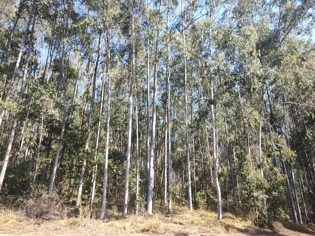 Sítio em Garça/São Paulo — Ref 1P8IW1 — Imagem 4